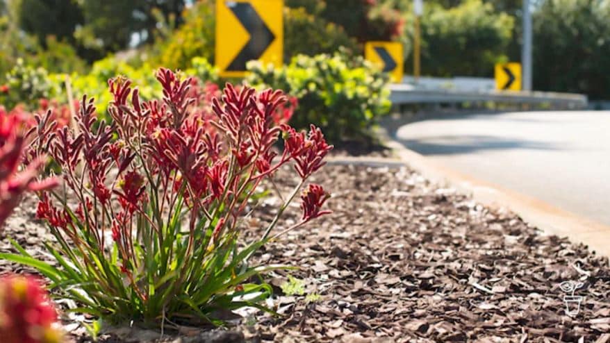 Safe System Snippet: #214 Could we use plants/shrubs as roadside protection devices?