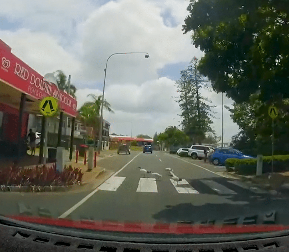Kenngineering Notes: Margate’s bin chickens are surprisingly compliant road users.